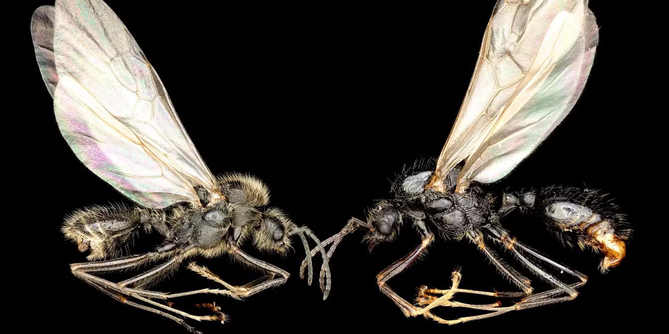 Des fourmis donnent naissance à deux espèces différentes