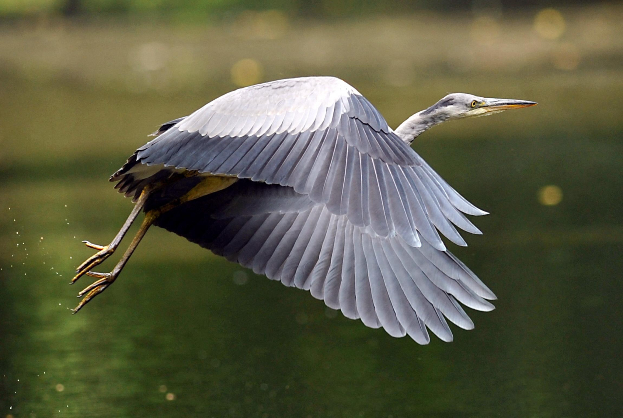 [Biodiversité] À la découverte des oiseaux des Salins d’Hyères