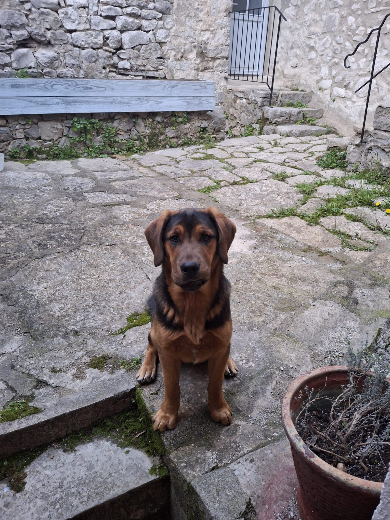 À Béziers, une amende salée pour une déjection canine