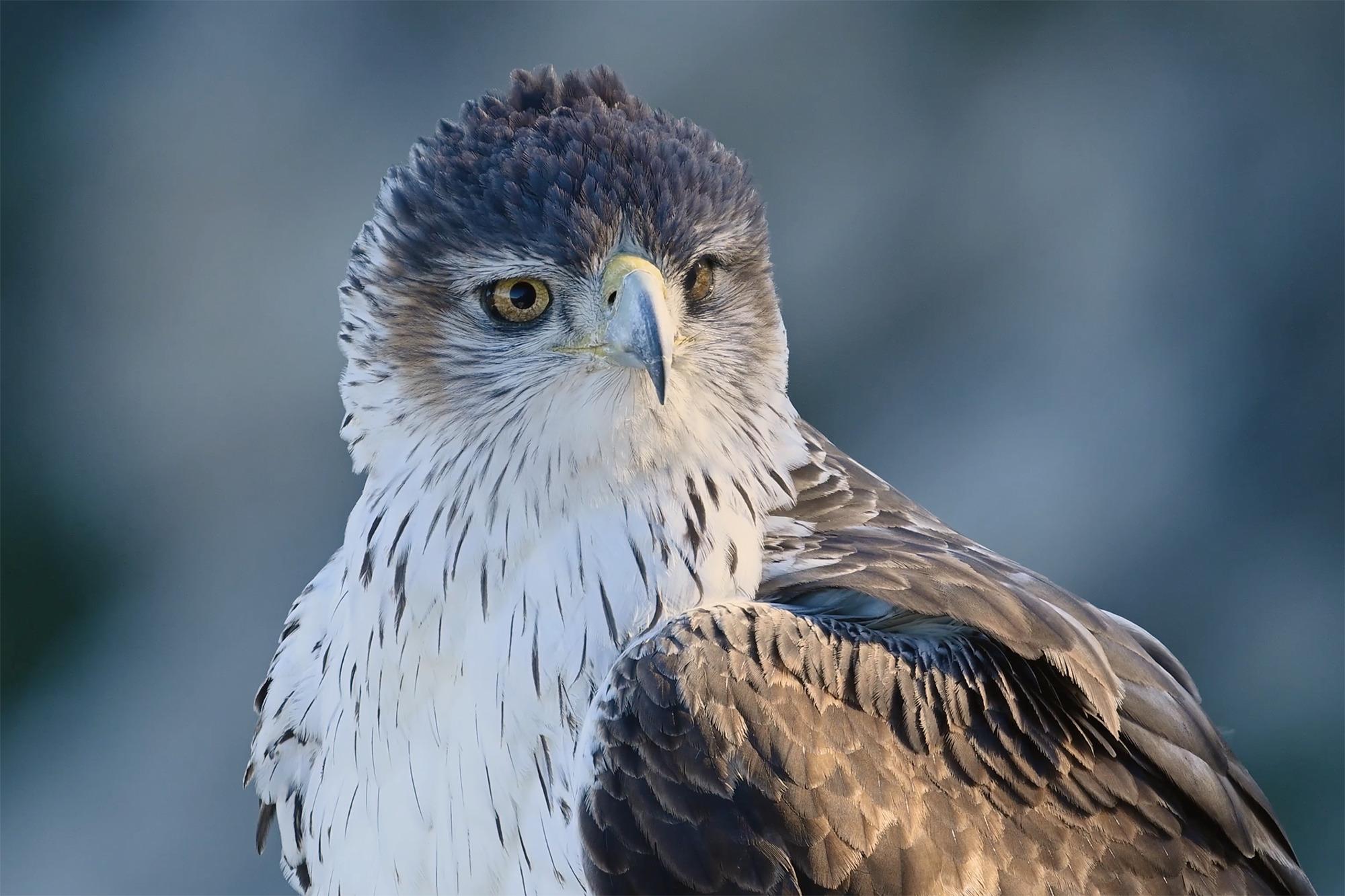 L’aigle de Bonelli, un prince menacé