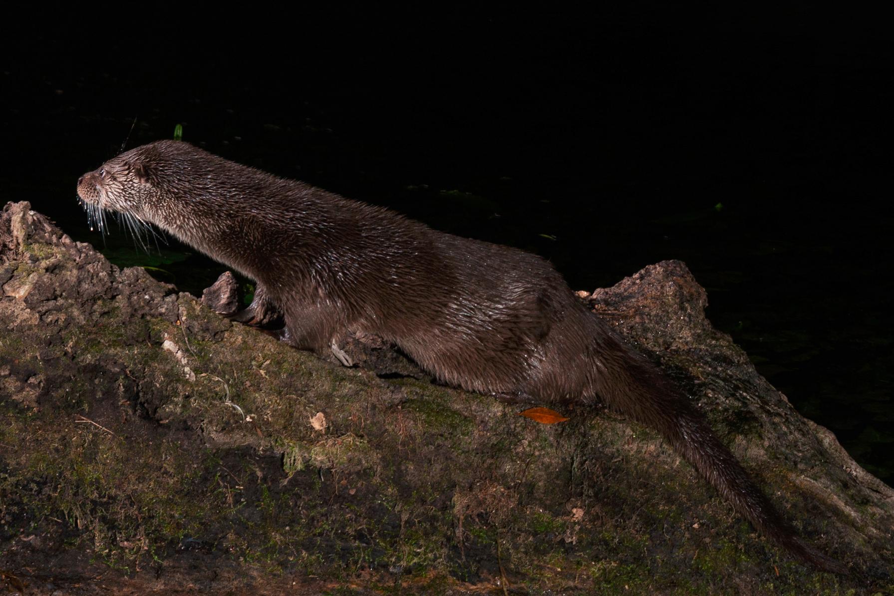Le grand retour de la loutre en France