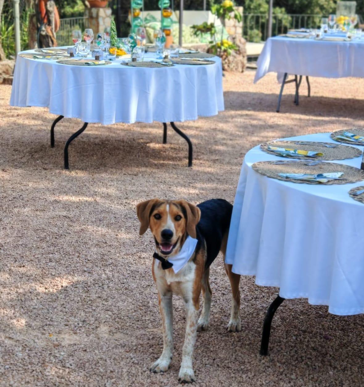 Ces restaurateurs « dog friendly » qui accueillent les chiens dans l’Hérault