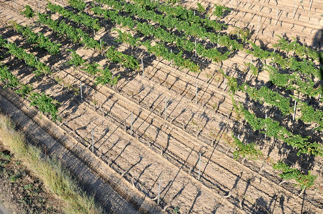 Un «&nbsp;comité salinité&nbsp;» pour sauver les cultures de la basse plaine de l’Orb