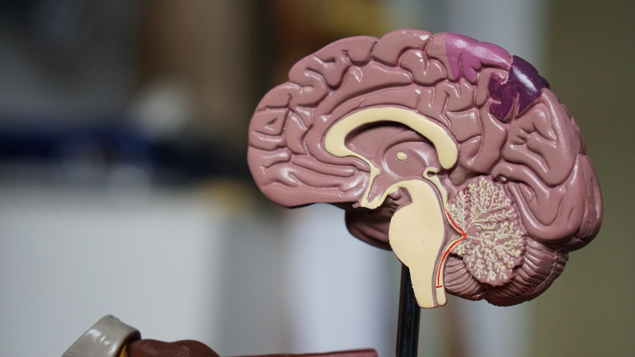 #DisMoiPourquoi: Est-ce que toutes les parties du cerveau fonctionnent en même temps ?