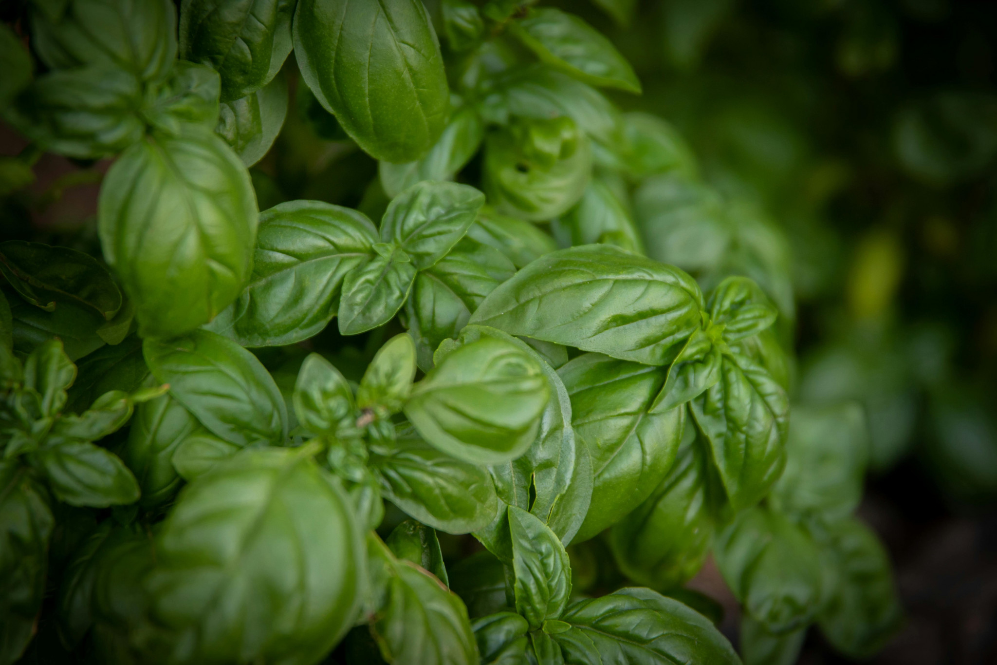 #DisMoiPourquoi les plantes sont vertes ?