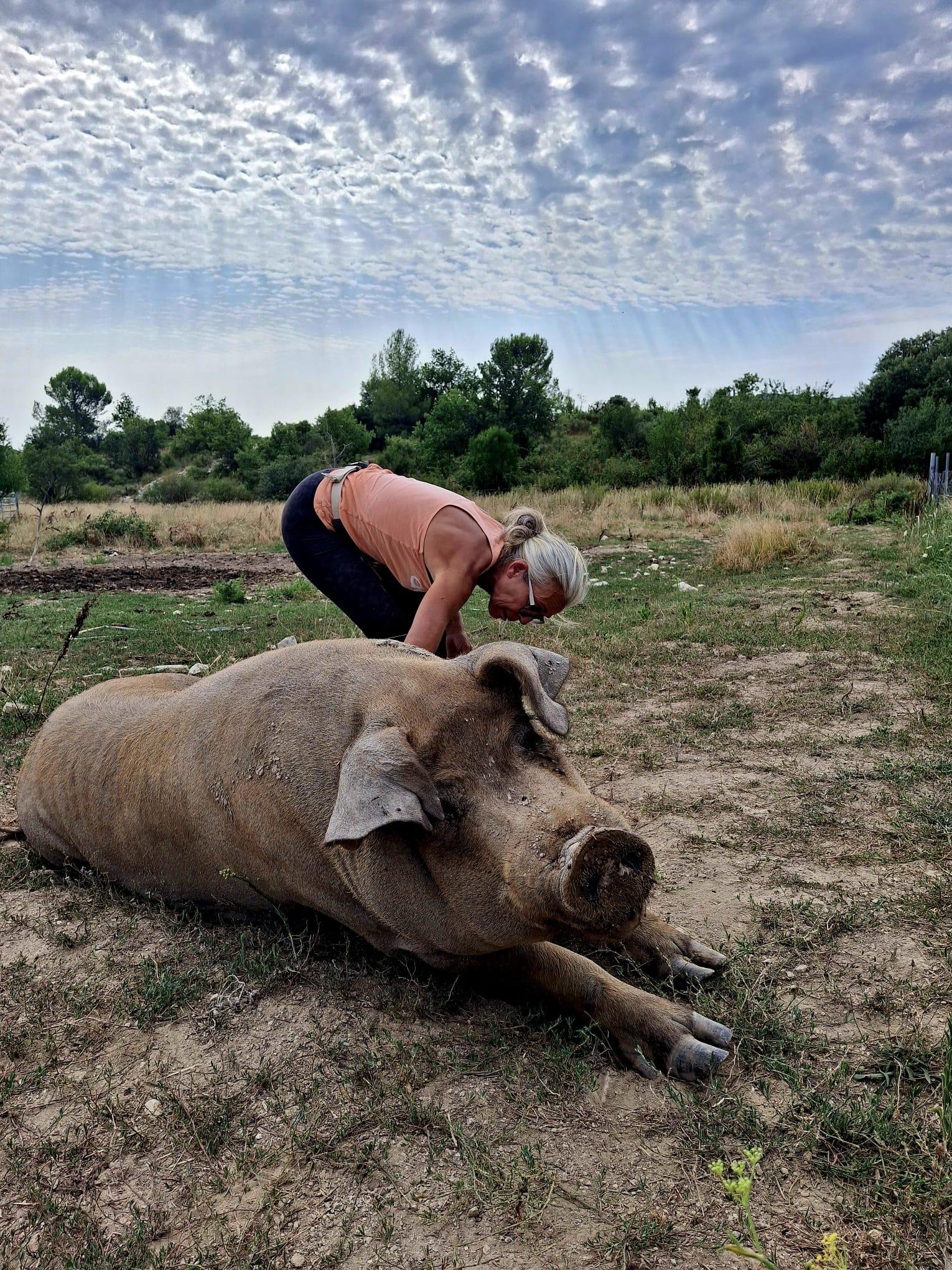 Les têtes de cochon d’Isabelle Alary