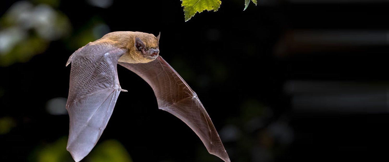 Découvrez les chauves-souris à Bandol