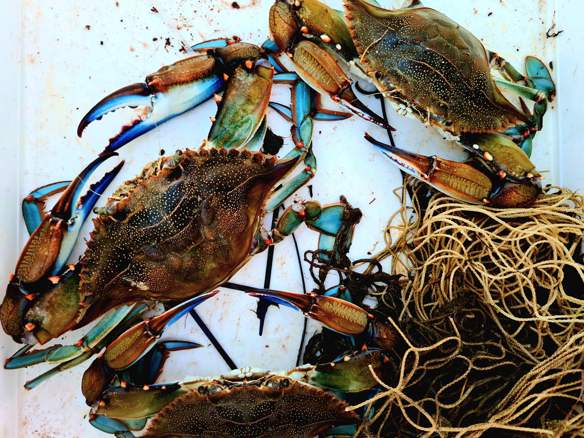 Manger le crabe bleu pour réguler cette espèce invasive