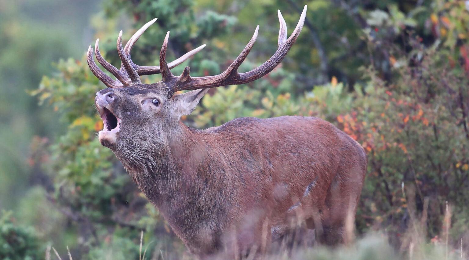 Le cerf élaphe peuple le Parc naturel régional du Mont Ventoux
