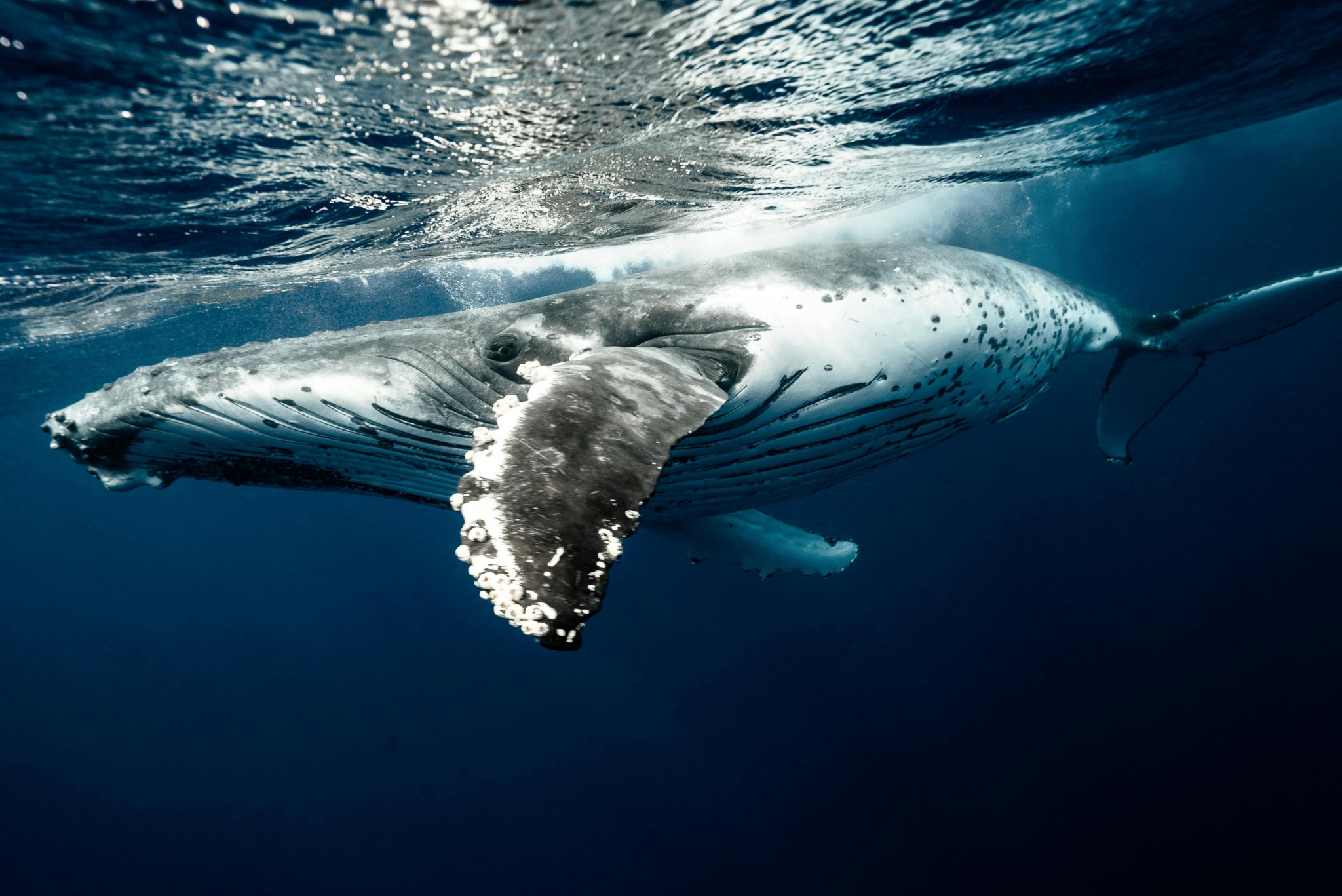 #DisMoiPourquoi les baleines ont-elles des bosses ? &nbsp;