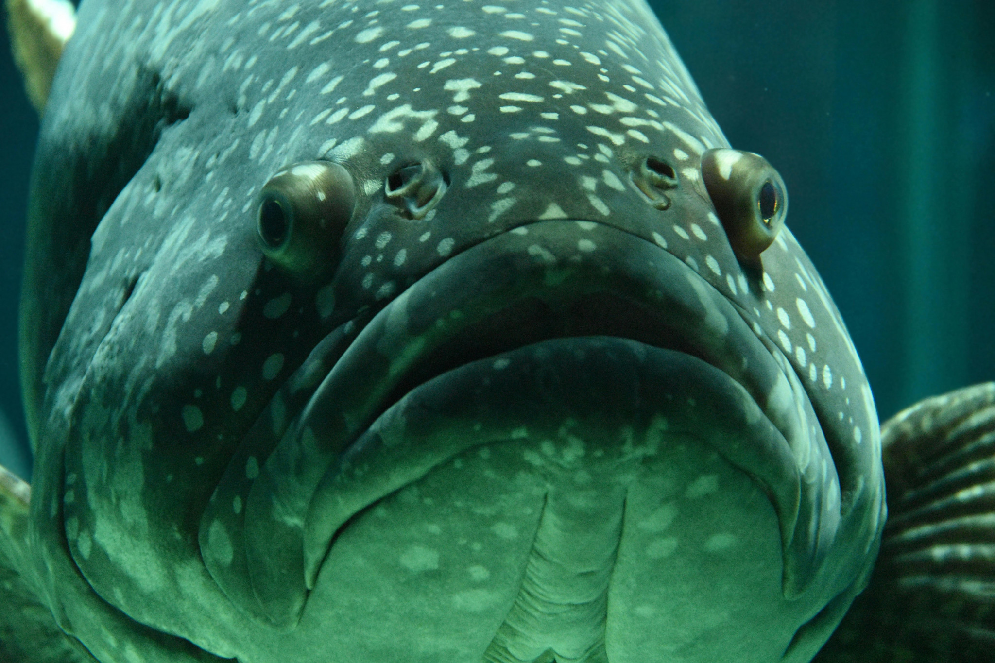 #DisMoiPourquoi les poissons ne se noient-ils pas ?