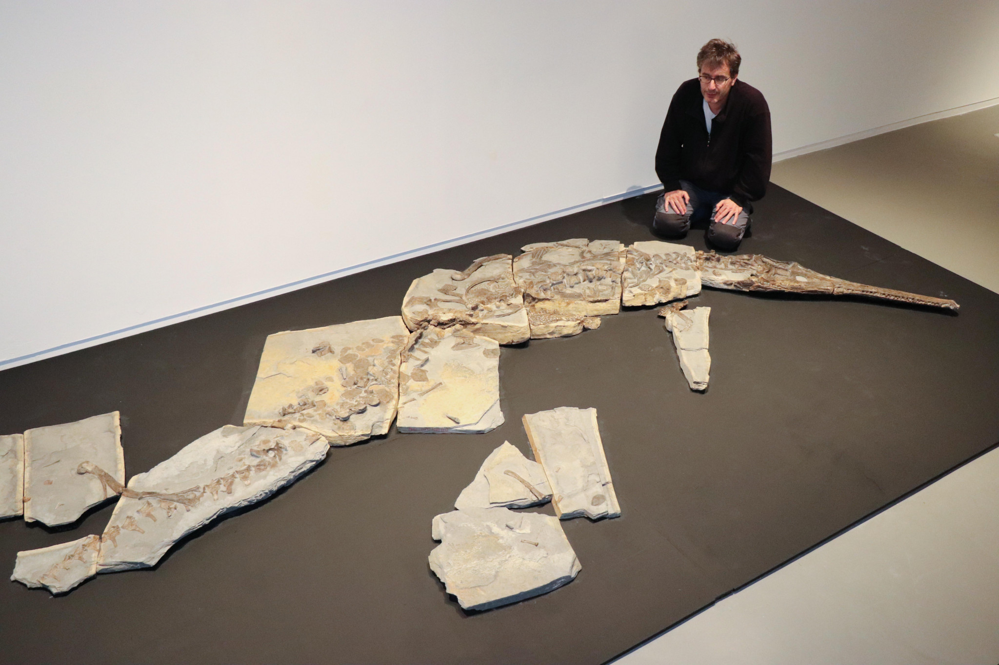 Un fossile de crocodile marin du Jurassique exposé à Lodève