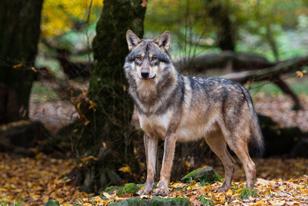 Des associations récompensées pour leur projet de préservation de la biodiversité