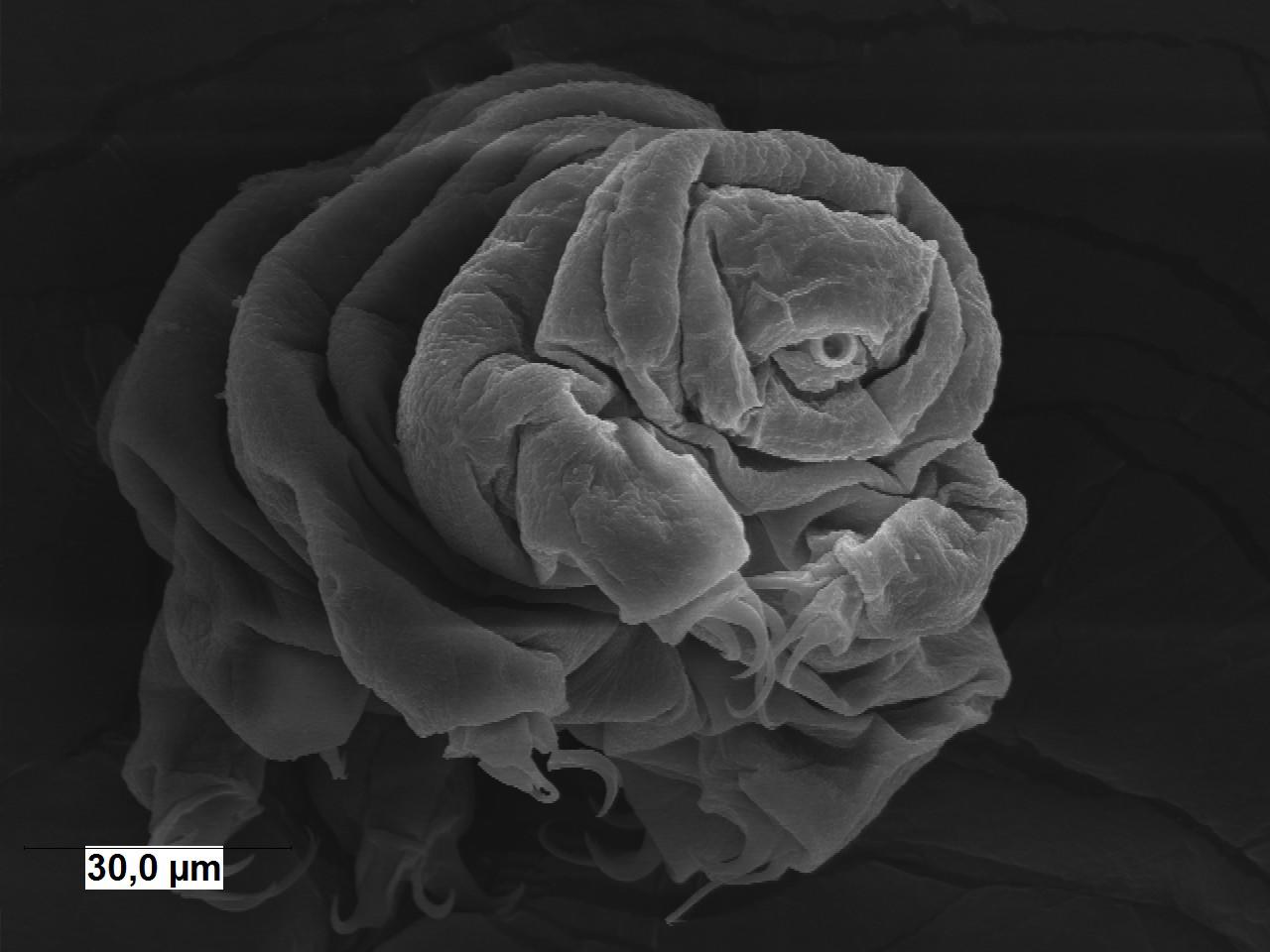 Un gène de tardigrade étend la durée de vie d’une autre espèce