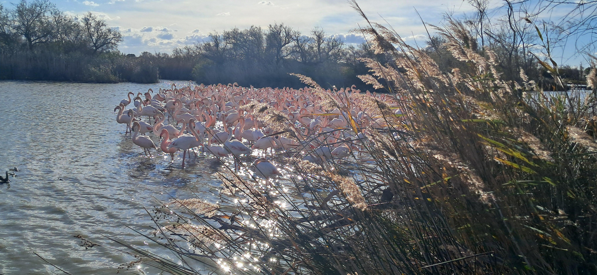 Être parrain d’un flamant rose en Camargue