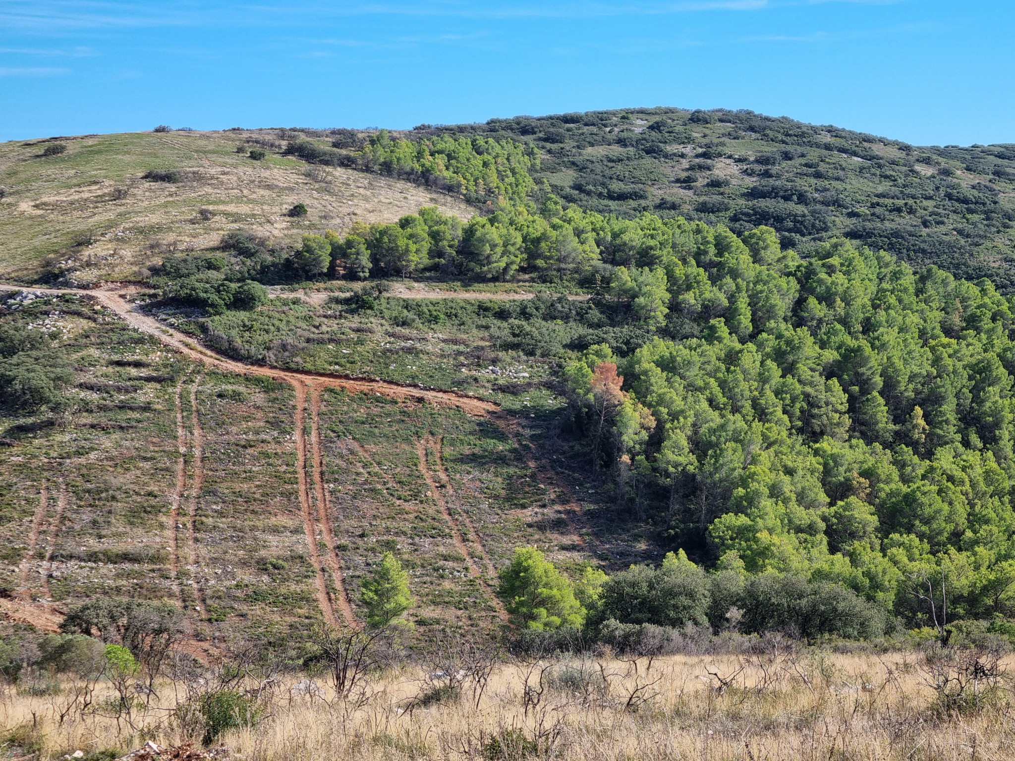 L’ONF au chevet des forêts calcinées de la Gardiole