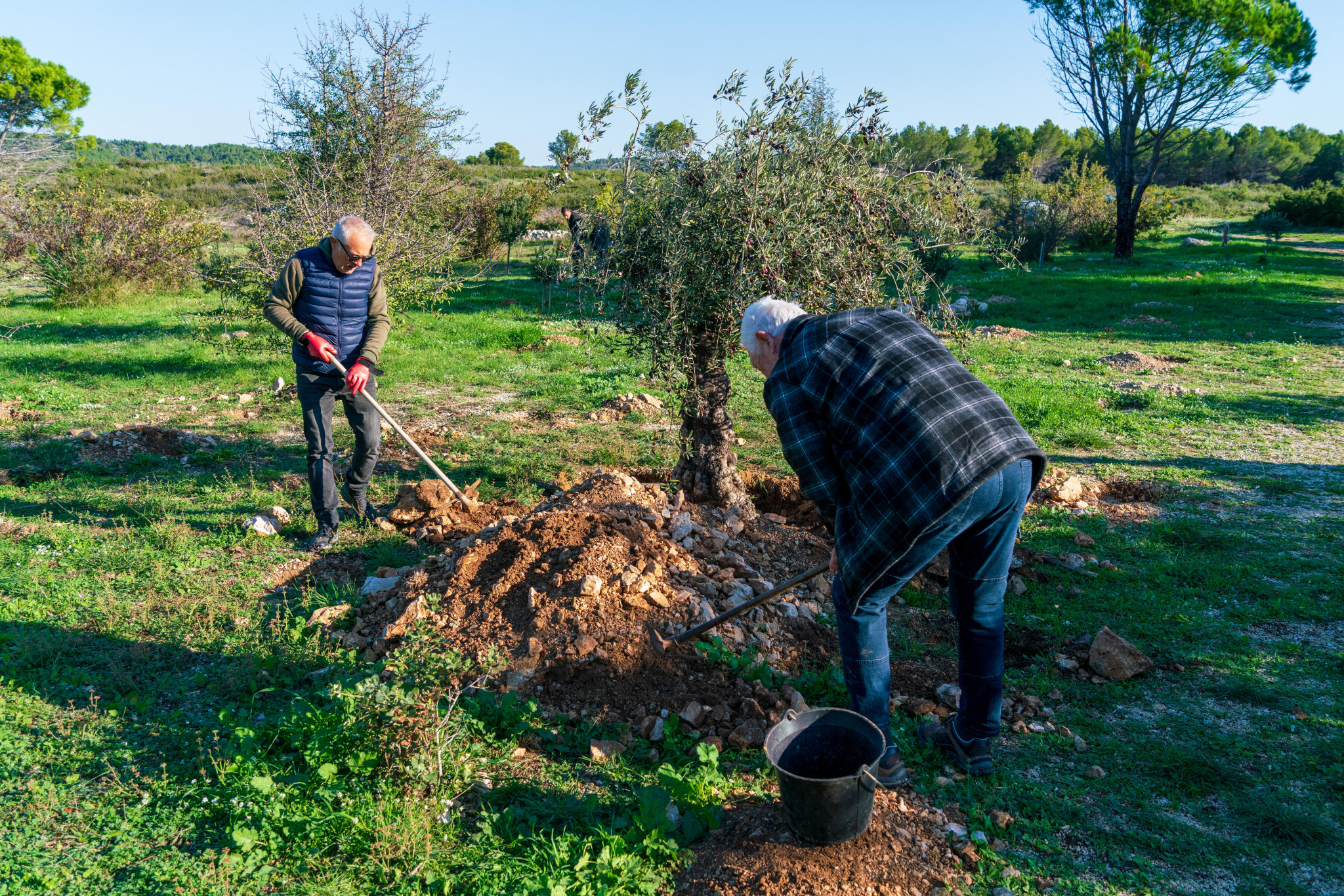 Des centaines d’arbres replantés avec Écosia
