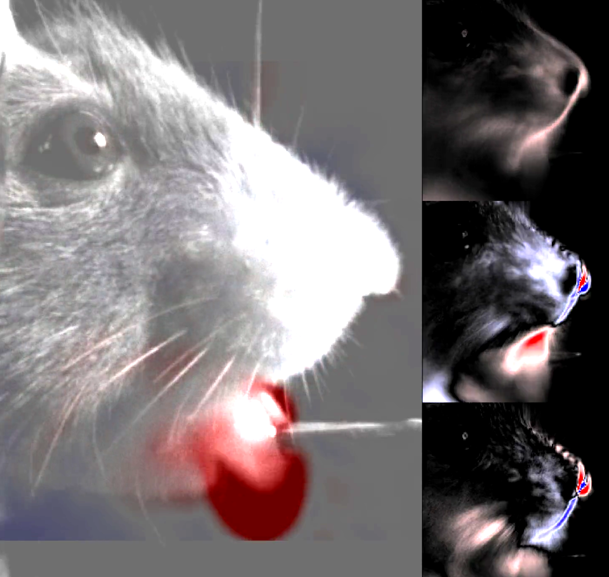 Le visage des souris révèle leurs pensées cachées