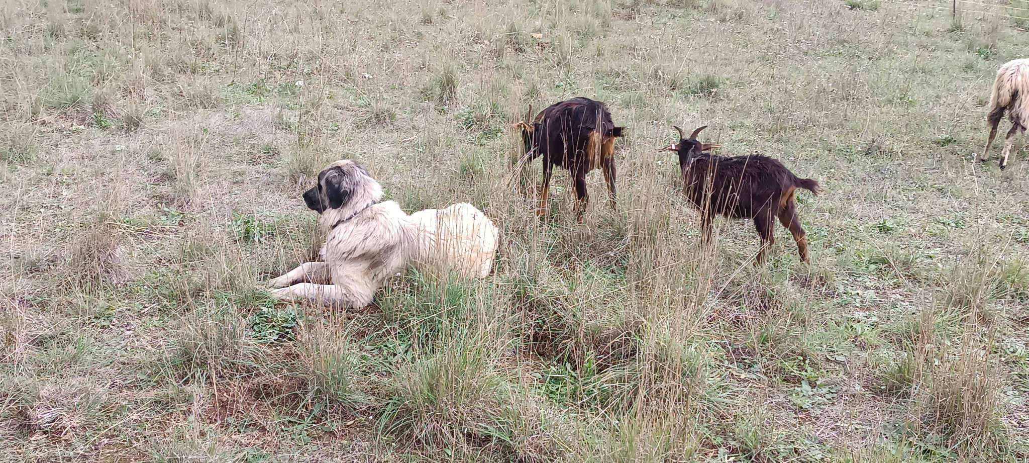 Mieux connaître les chiens de protection