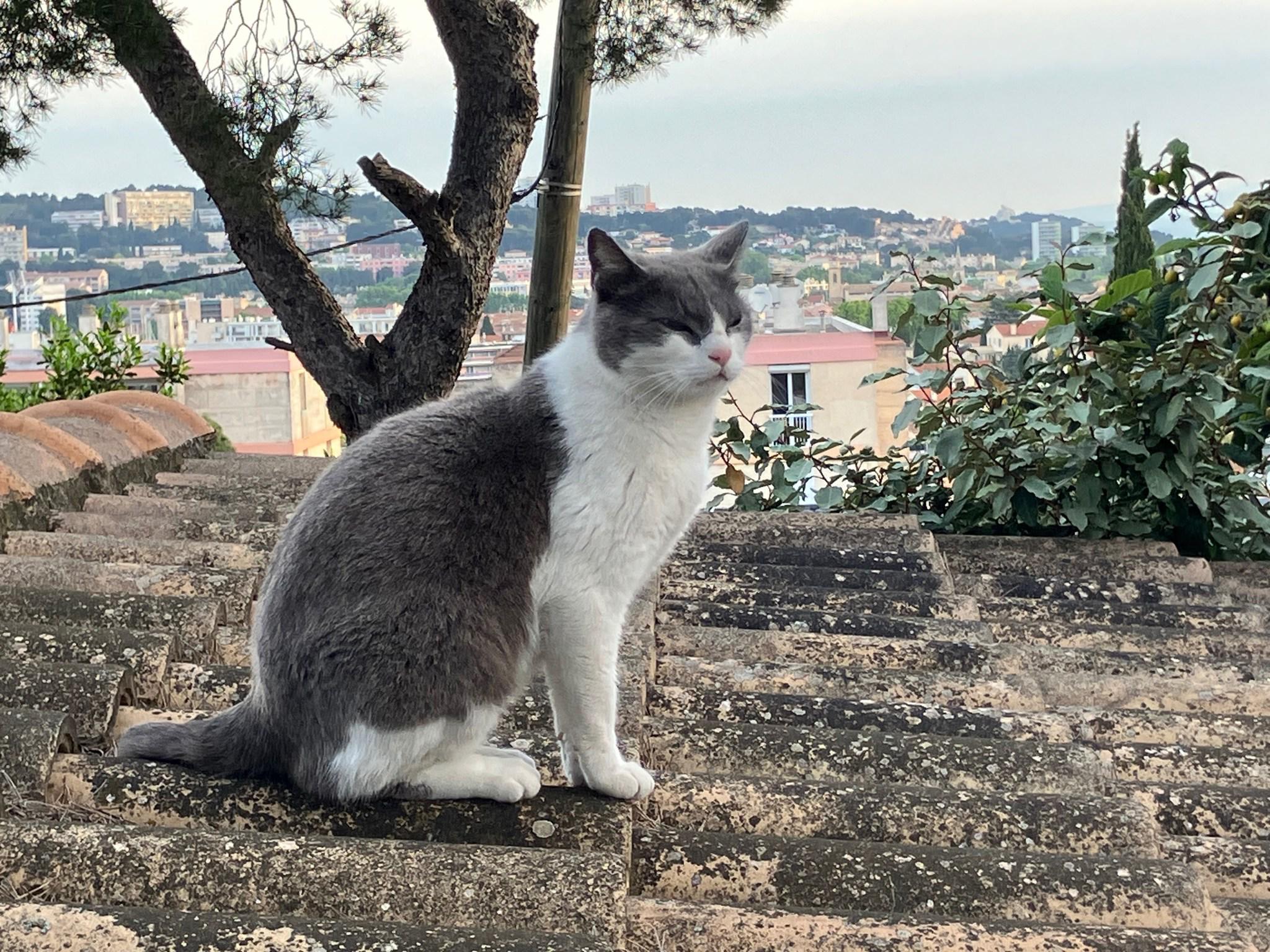 Les chats des rues stérilisés ont un nouveau refuge à Martigues