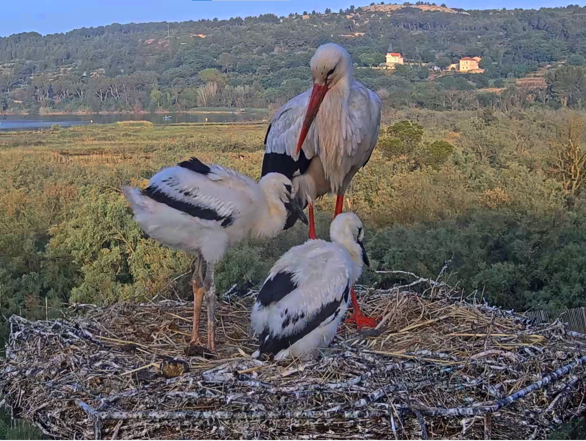 La vie sauvage de la Poudrerie en vidéo