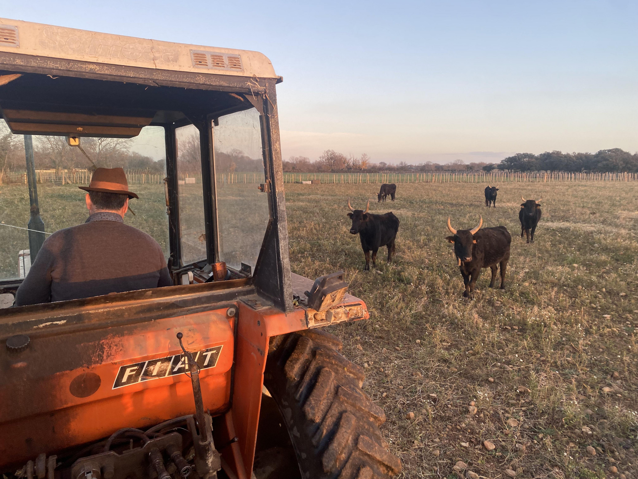 Les taureaux camarguais menacés par l’épizootie