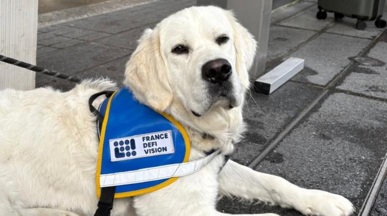 Un centre de formation de chiens guides à Montpellier
