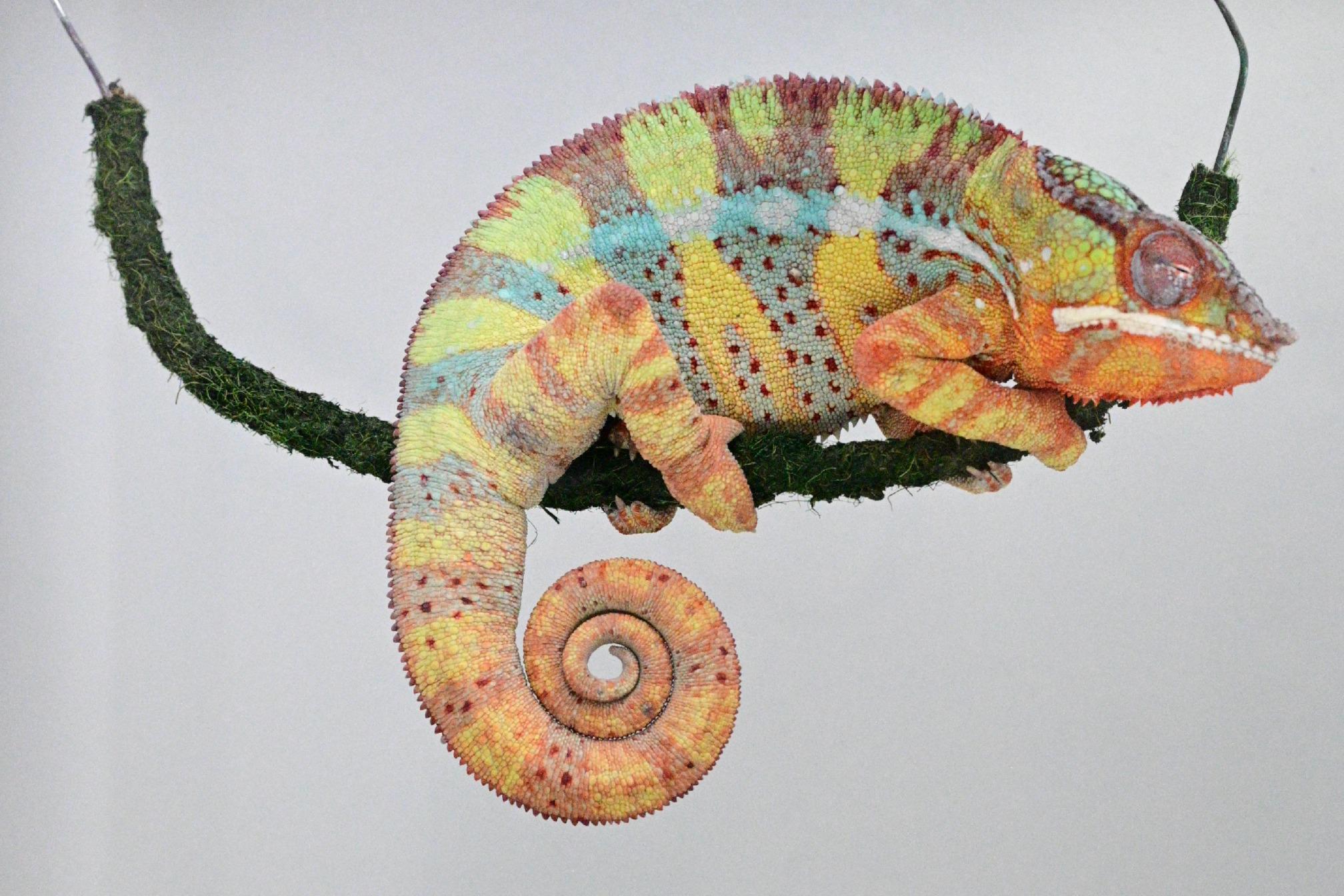 Avec les reptiles, un pas de plus vers l’origine du sommeil