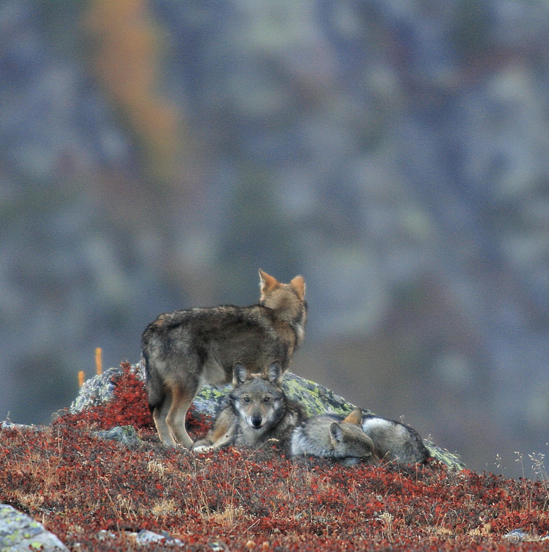 Tuer le loup : une fausse bonne solution