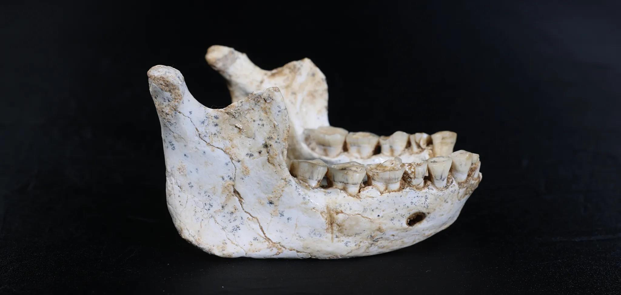 [Science] Au Maroc, des fossiles éclairent une période clé de notre évolution