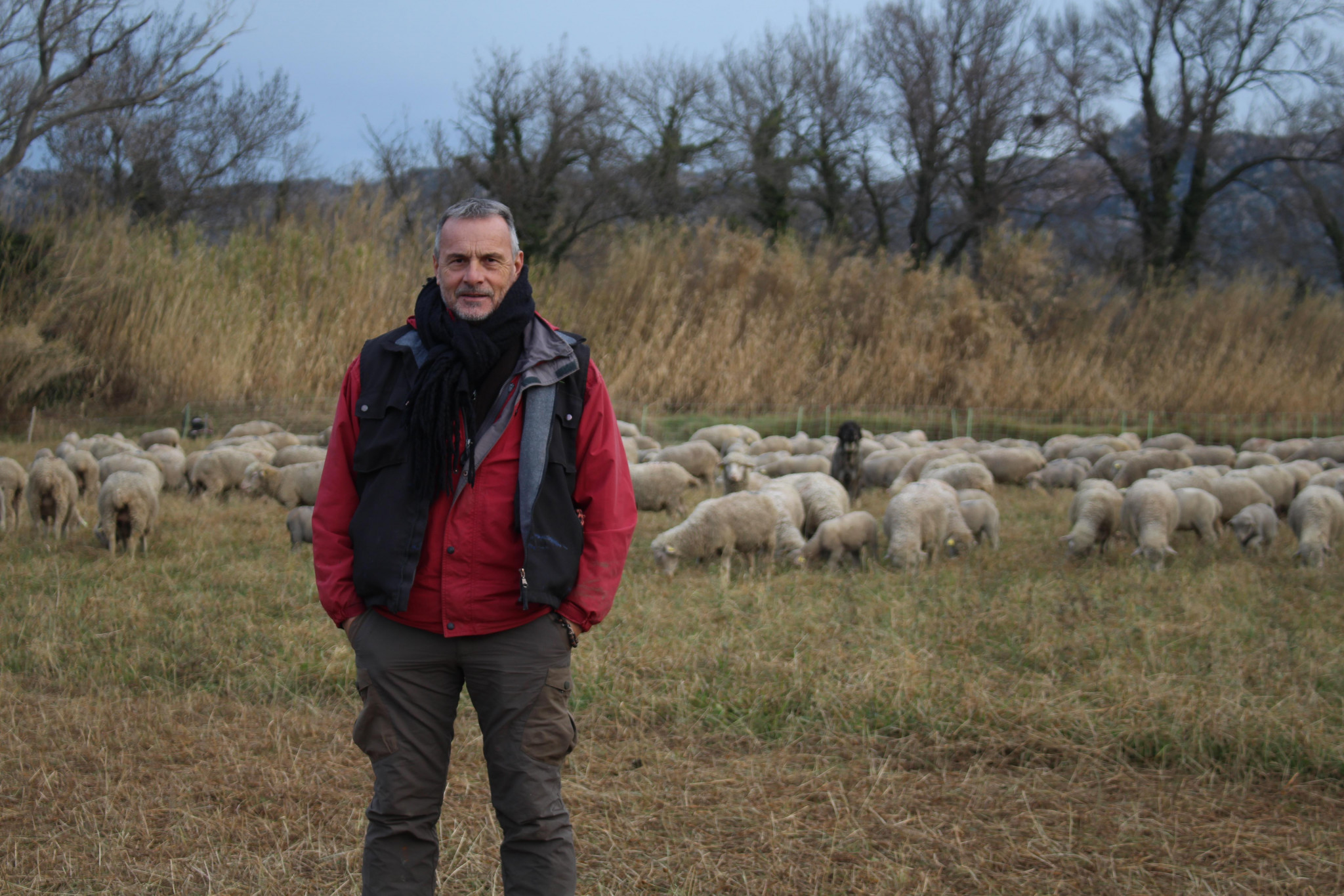 Dans les Alpilles, les éleveurs s’organisent face à la menace du loup