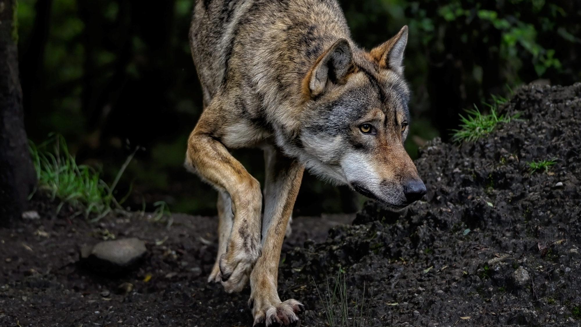 Sébastien Lecornu est incité à autoriser l’abattage de davantage de loups