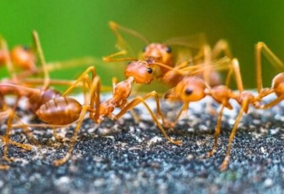 Var : Un comité de lutte contre les espèces envahissantes