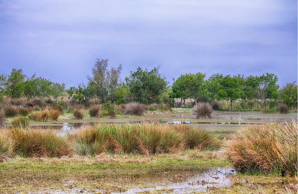 La Camargue au cœur des zones humides