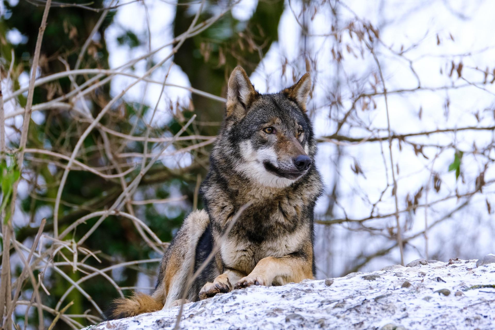 Loup : la hausse des abattages ne&nbsp;satisfait personne