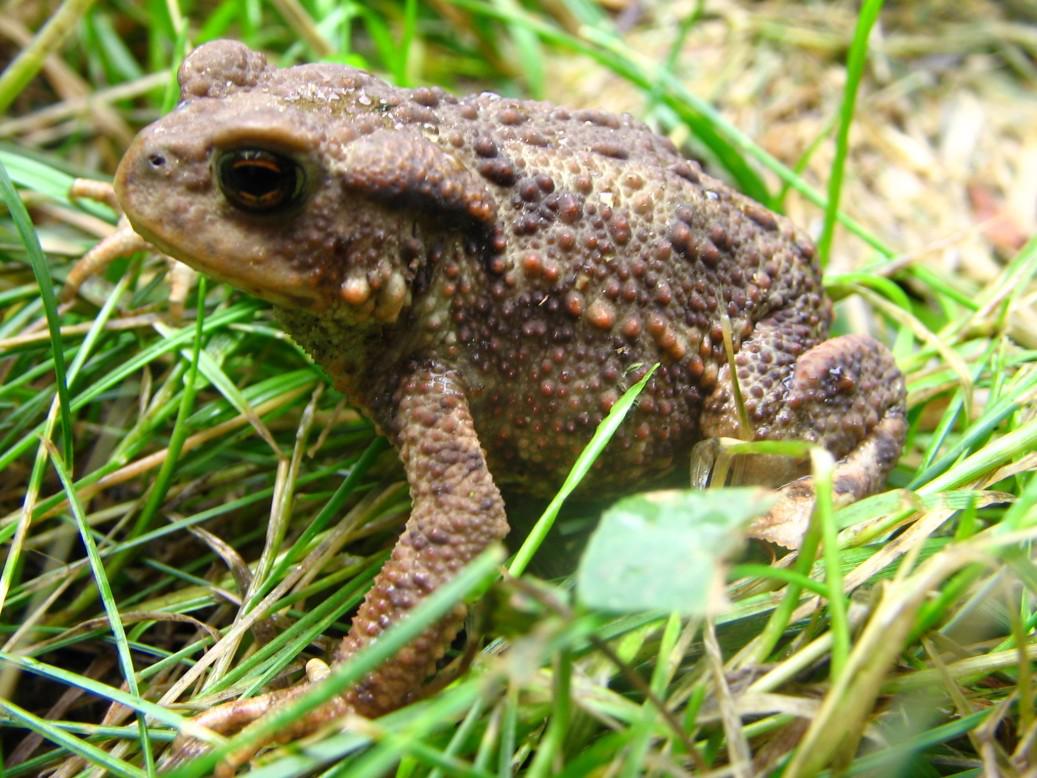 Une mission pour sauver le crapaud des Alpes