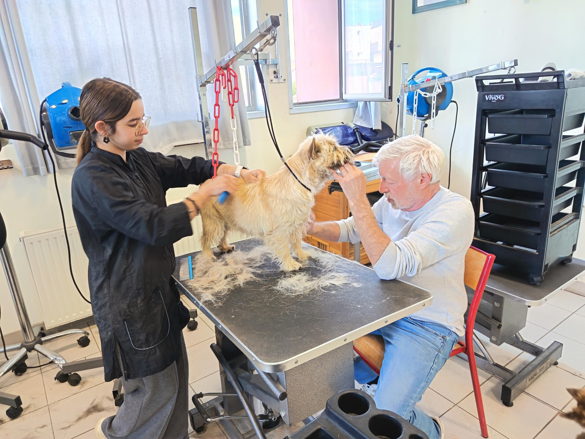 Bains, coupes et épilations pour nos amis les chiens à La Ciotat