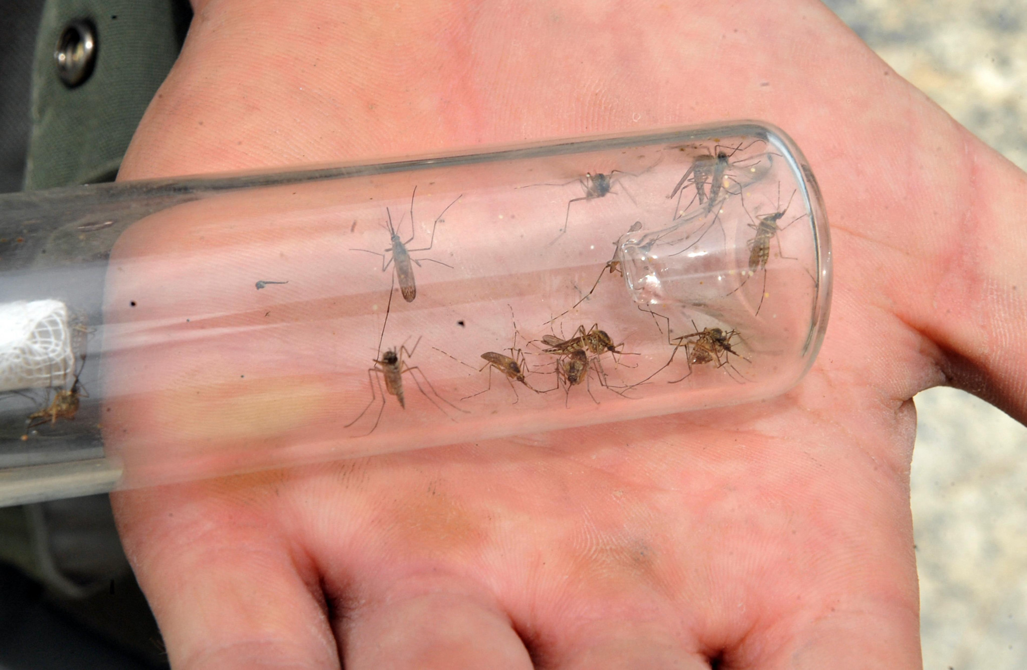Hiver pluvieux : faut-il craindre une invasion de moustiques ?