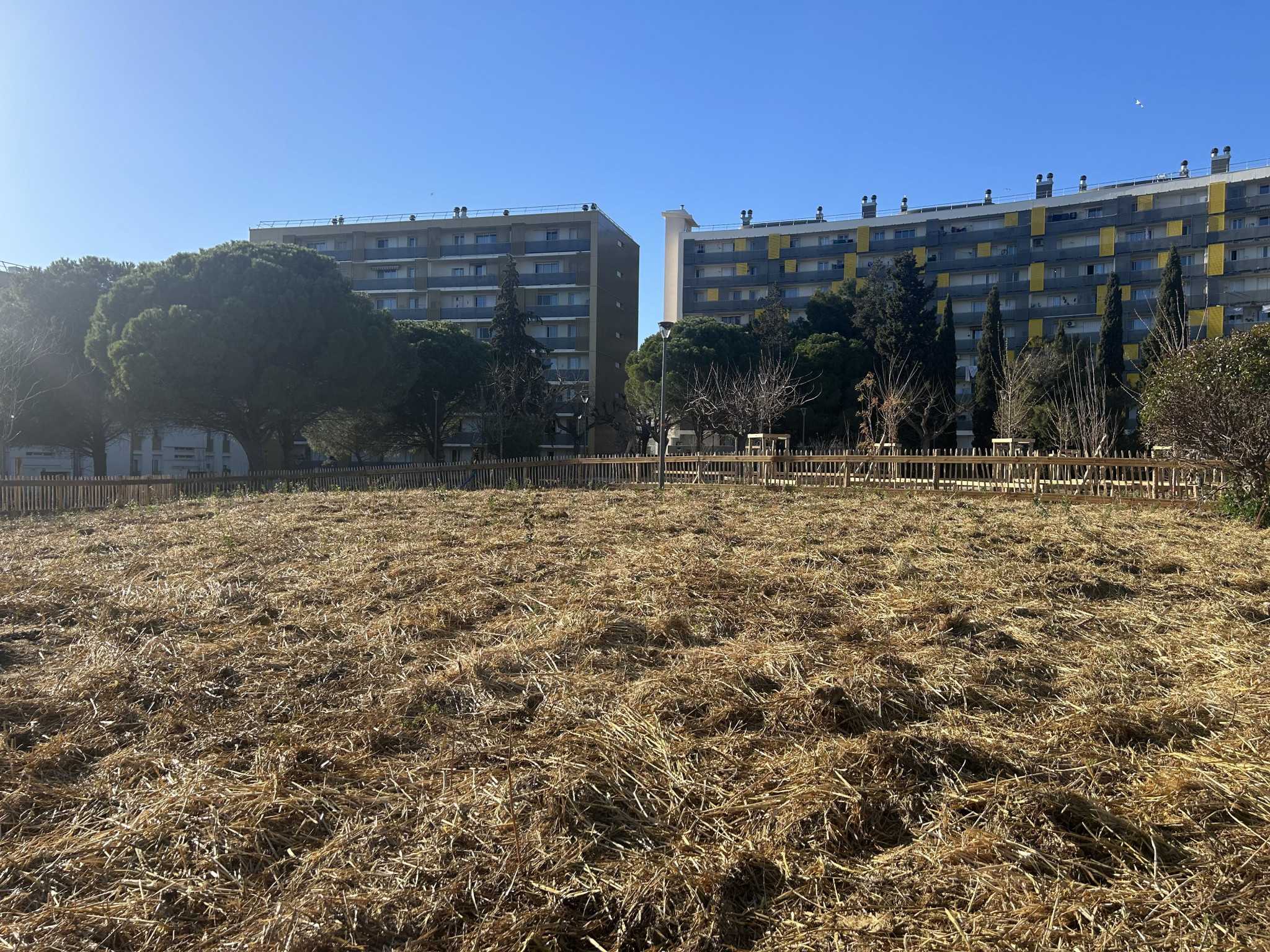 Les enfants plantent une micro-forêt dans le quartier des Comtes