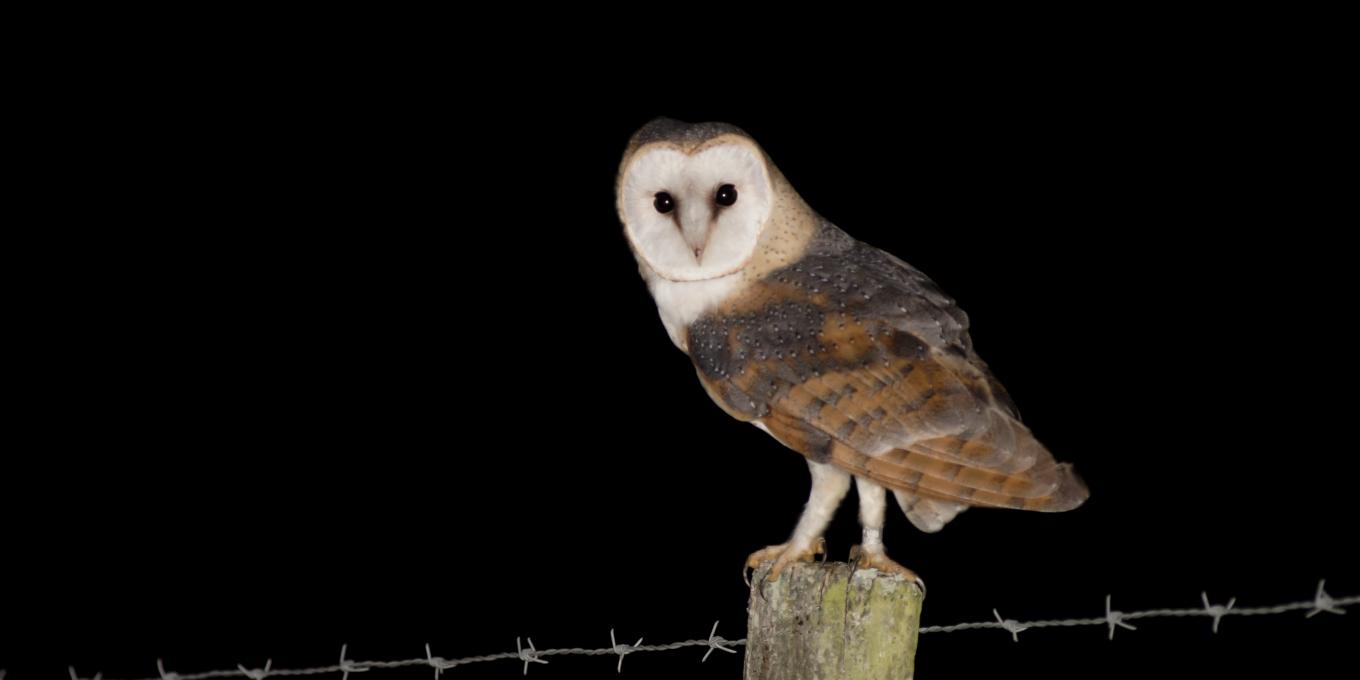 Lambesc, les rapaces nocturnes à l’honneur