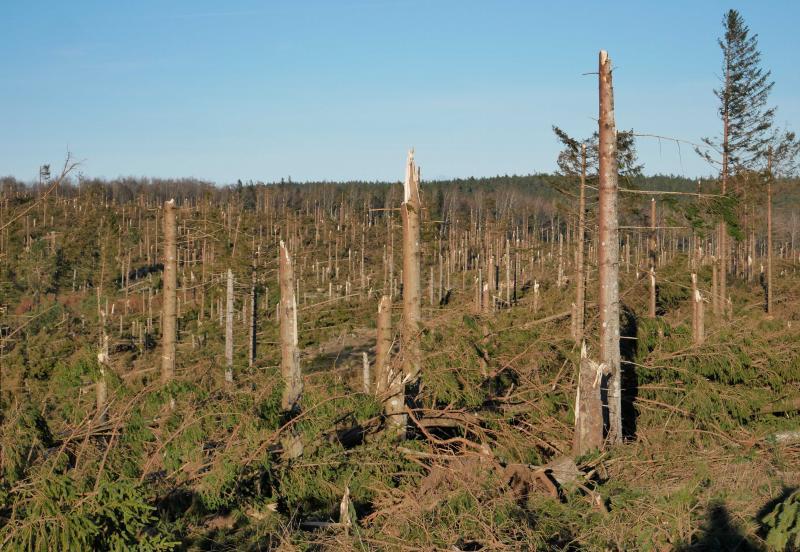 Après le passage de la tempête Nils, l’ONF à l’œuvre pour sauver la forêt