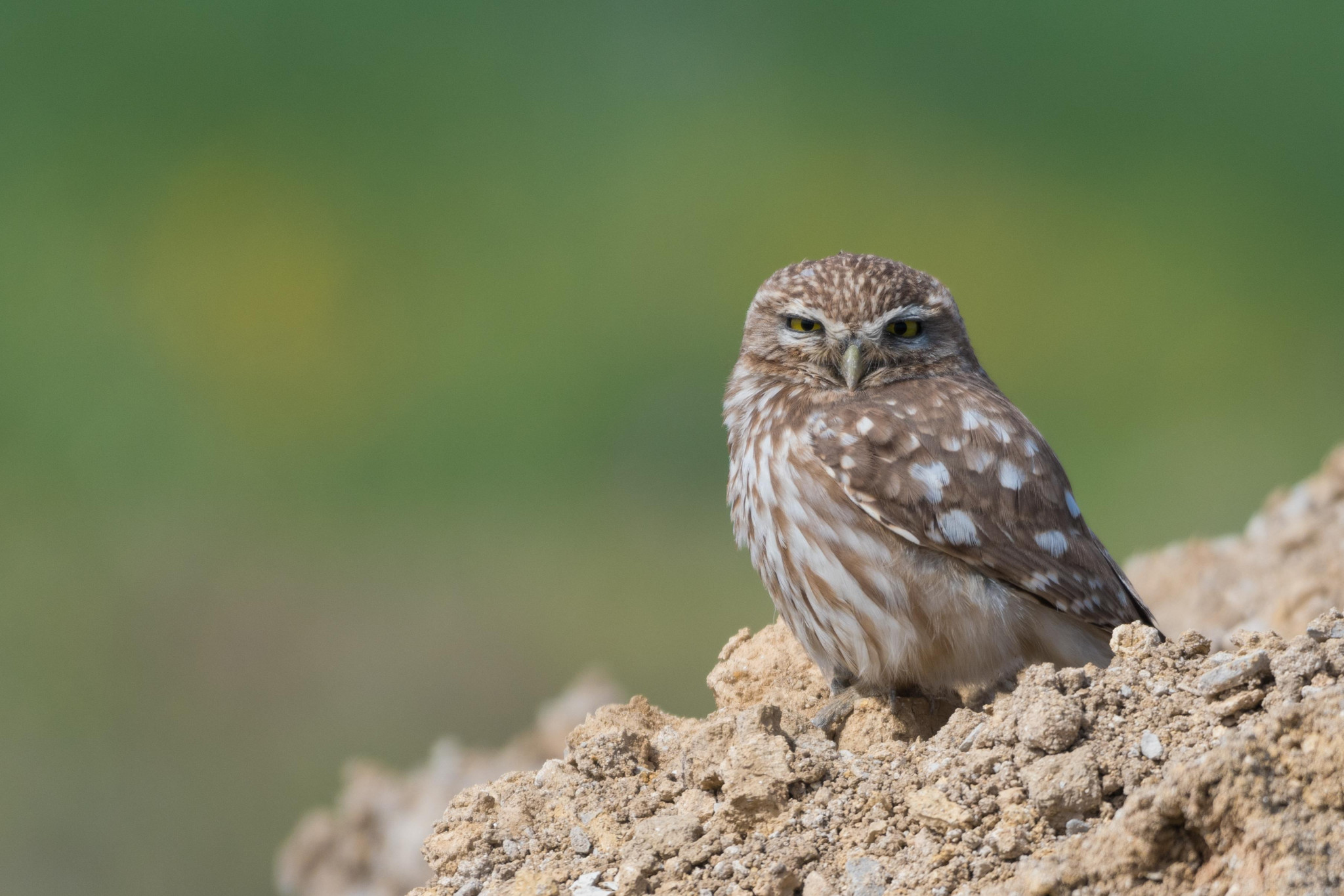 Des chouettes menacées