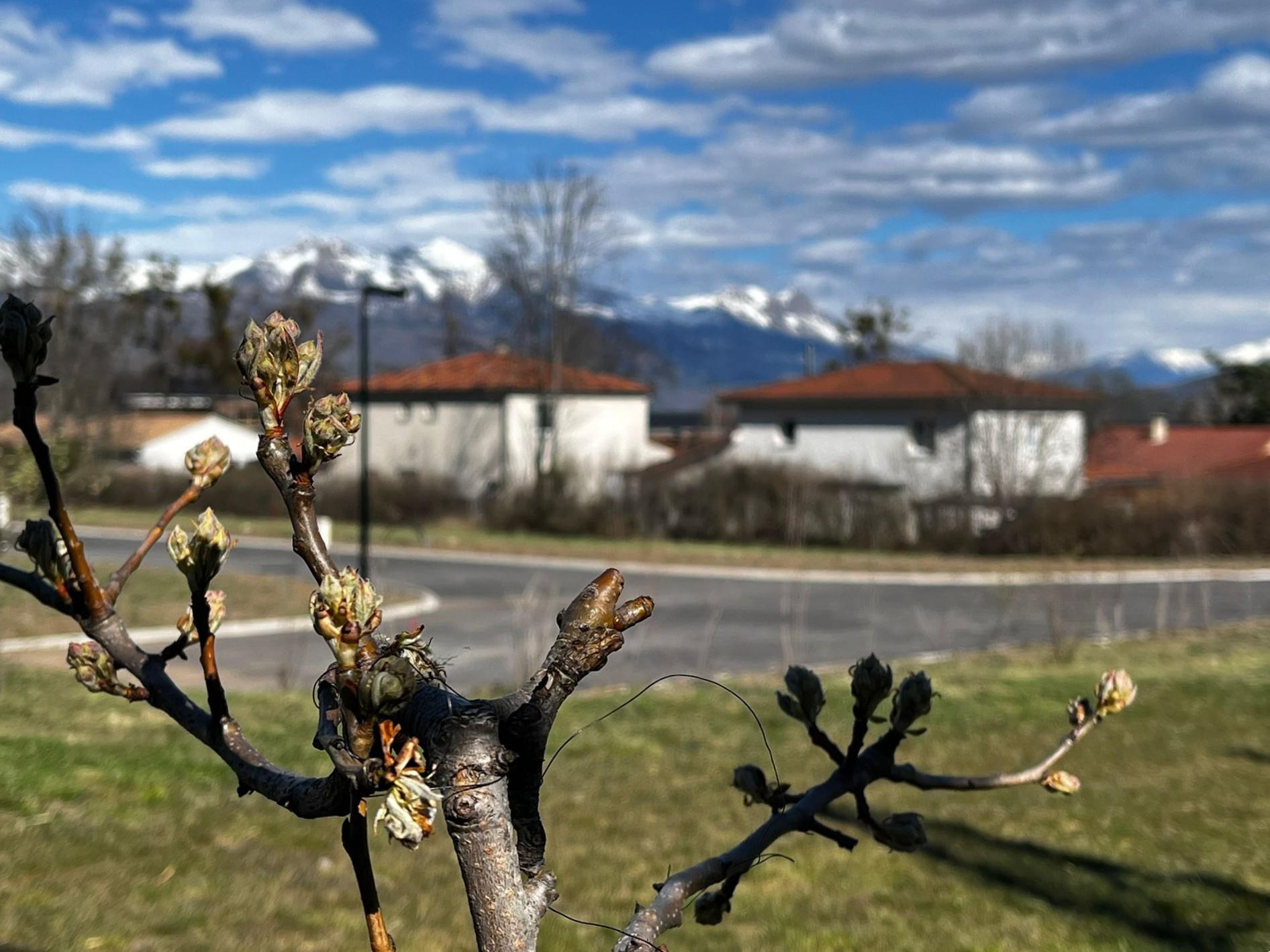 Les arboriculteurs face à la menace du gel tardif