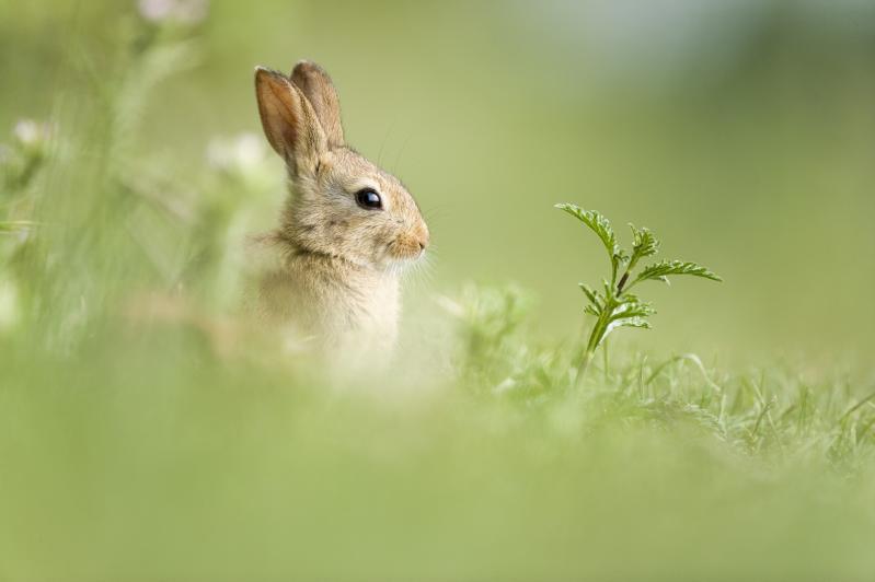 Des milliers de lapins de garenne ravagent les cultures dans l’Hérault