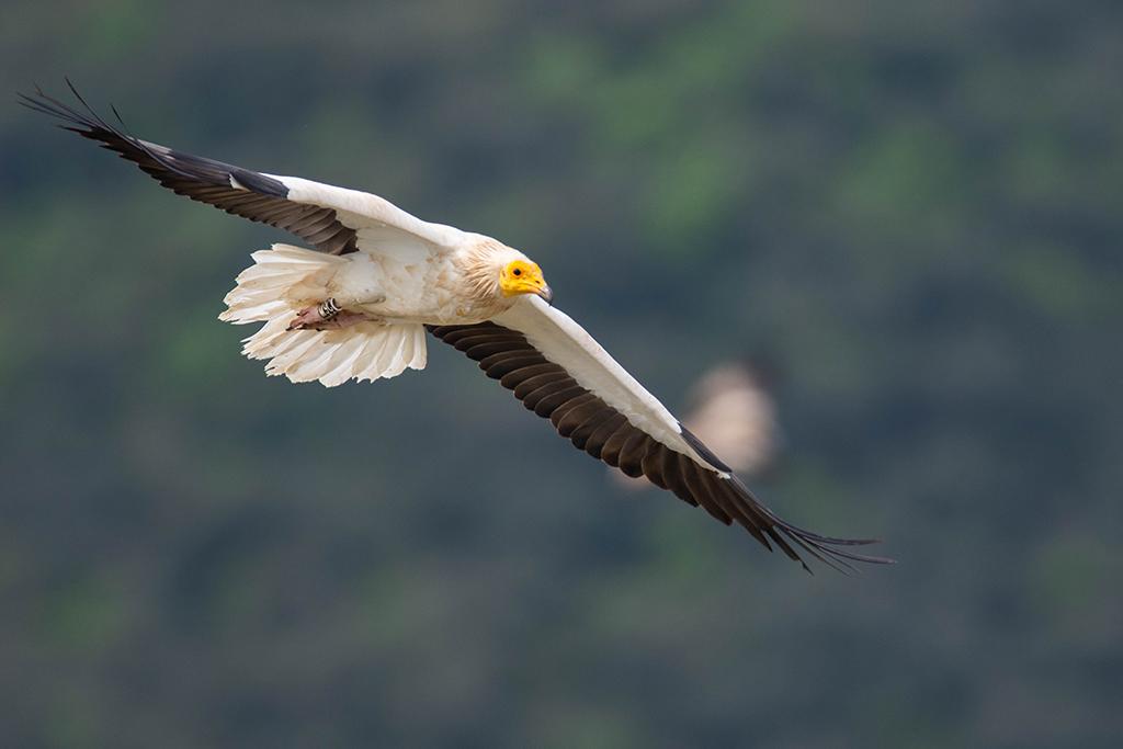 [Biodiversité] Parc Régional du Ventoux : vautour percnoptère