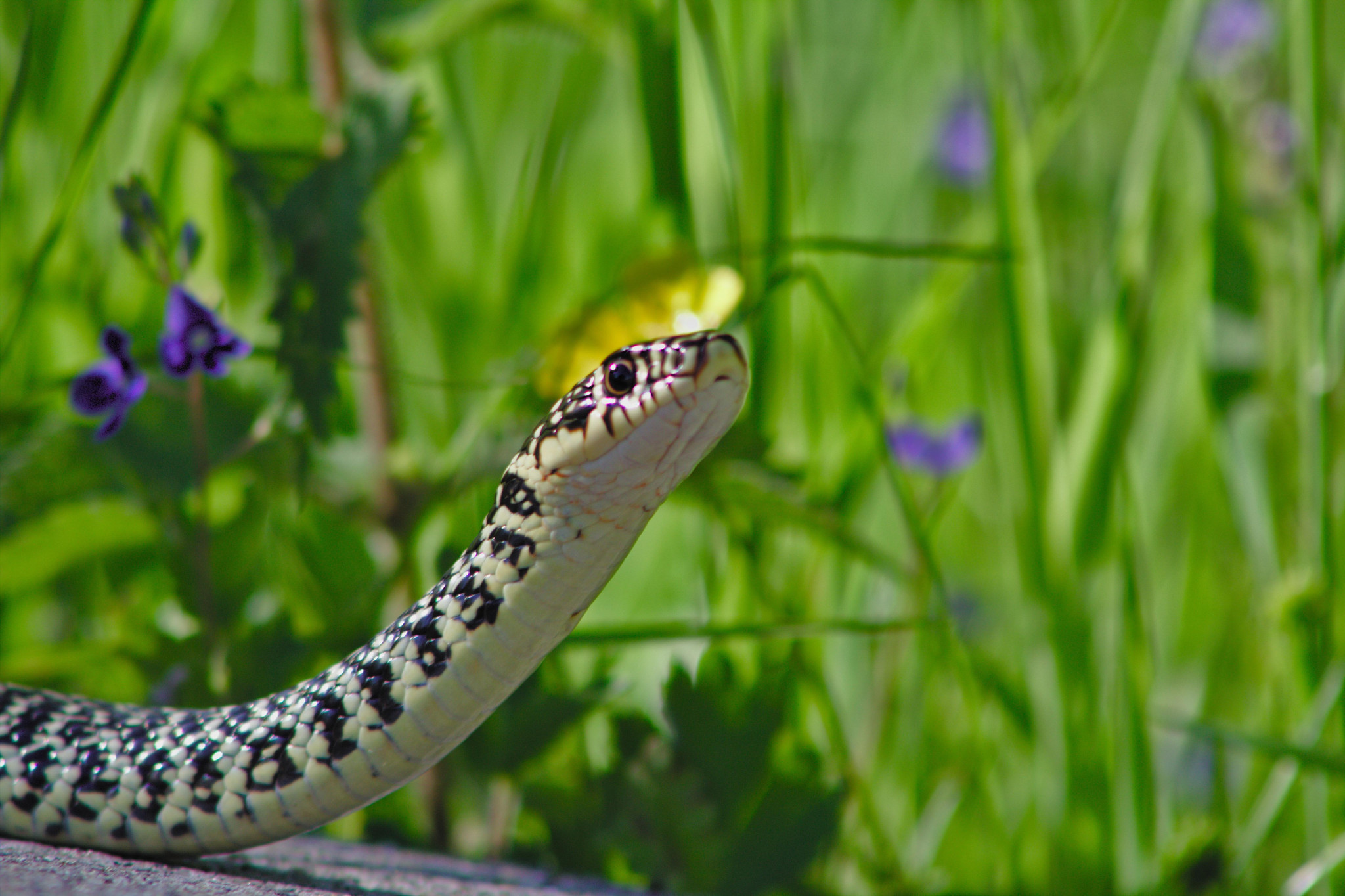 Avec les beaux jours, les serpents reviennent