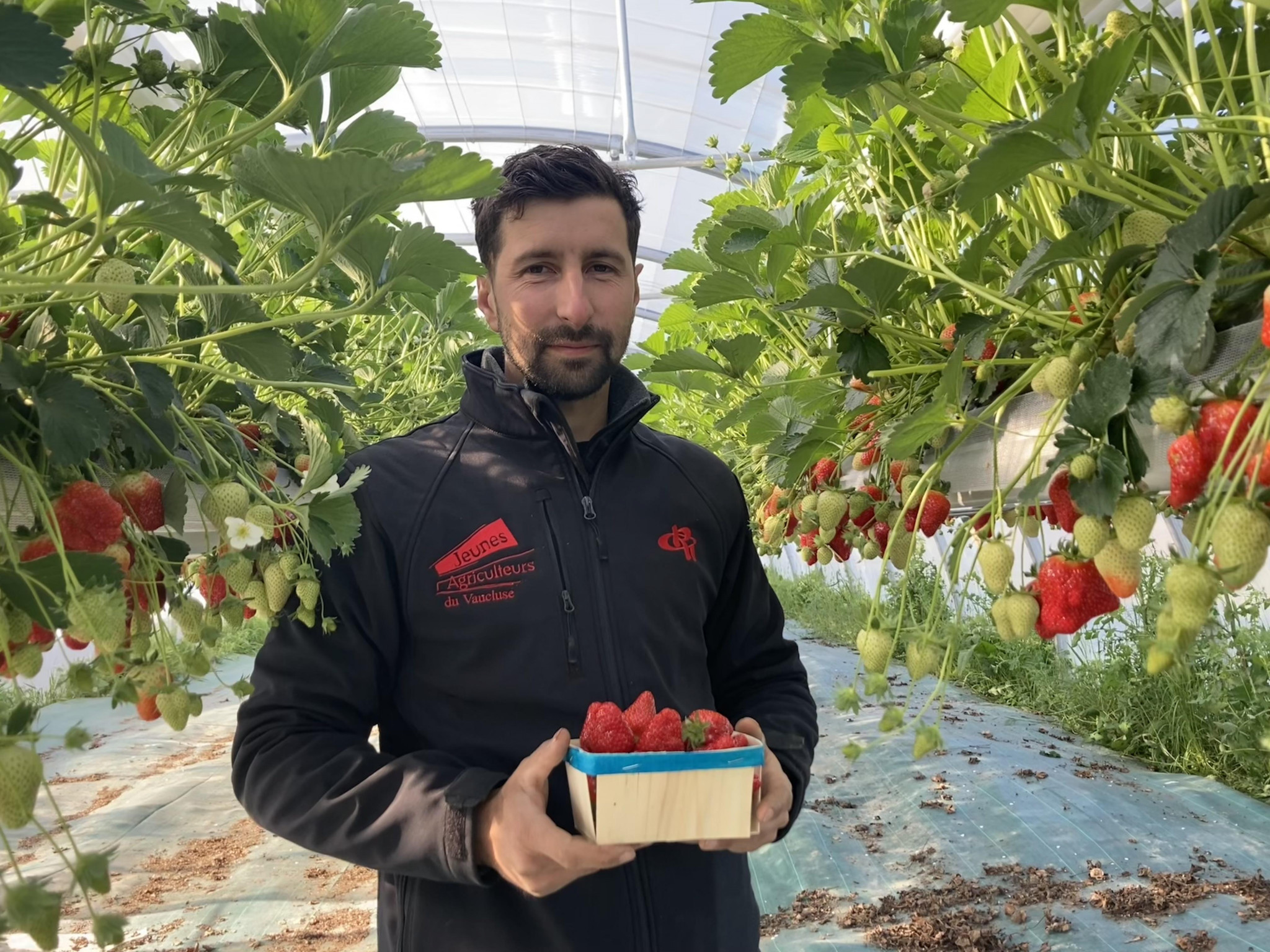 Sauvées après la tempête, ses fraises sont prêtes