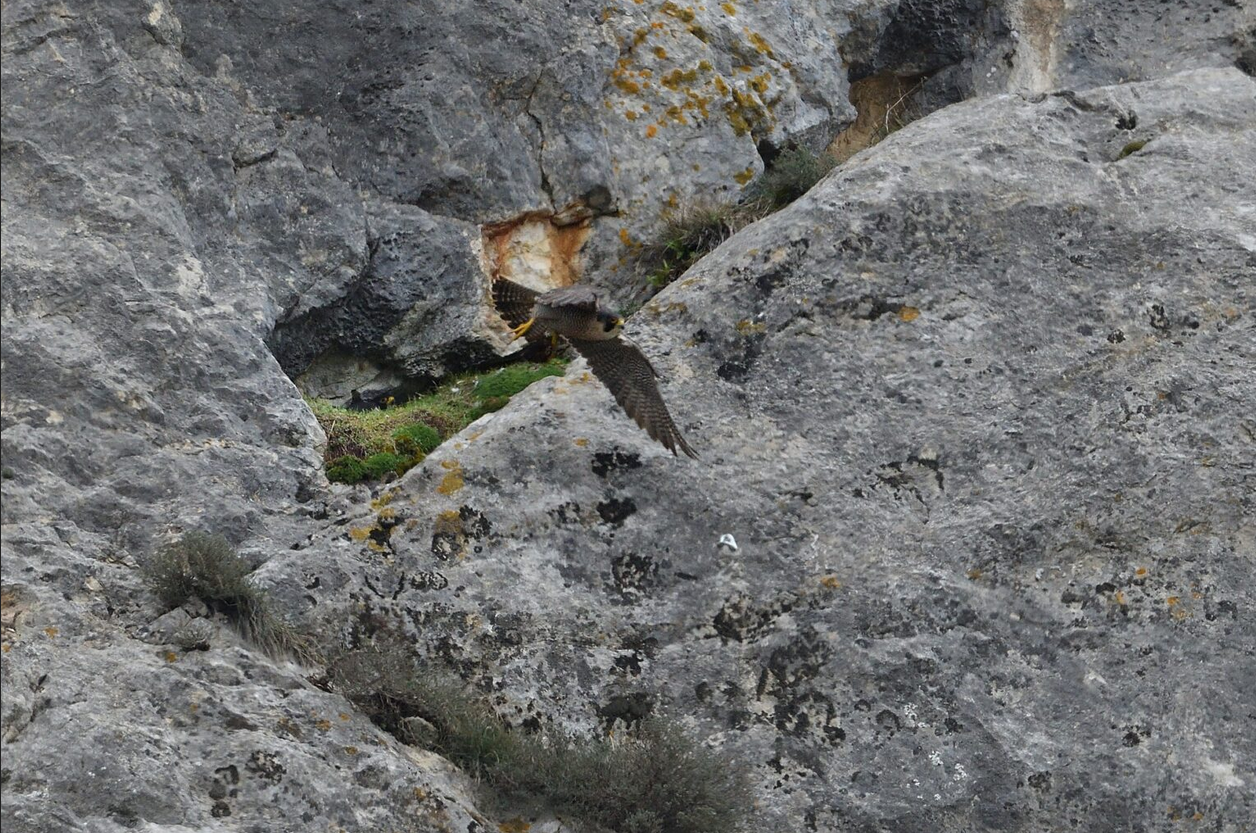 Sainte-Baume : période d’observation annuelle pour le faucon pèlerin