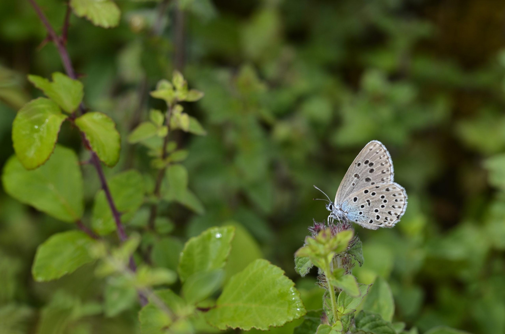 [Biodiversité] Ces insectes et papillons du massif du Tallagard