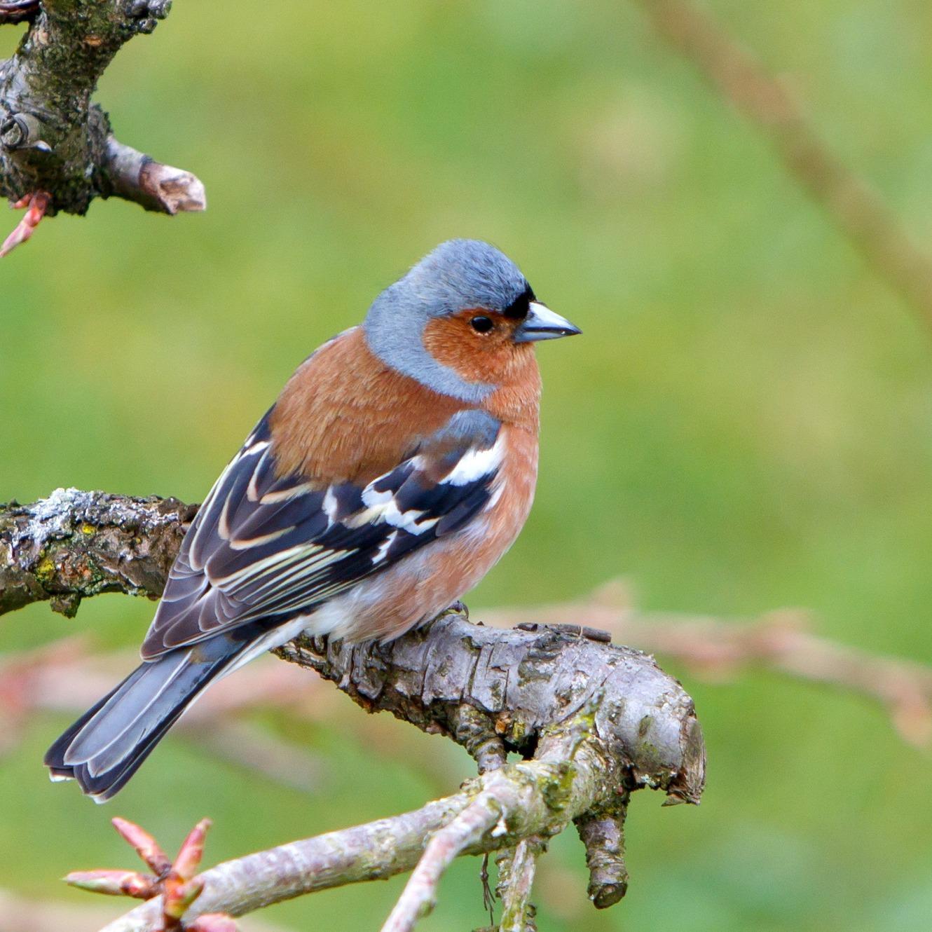 Dans le Var à La Celle, le Jardin à papillons reprend son envol